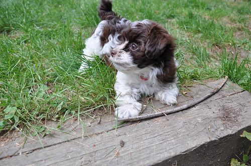 marley