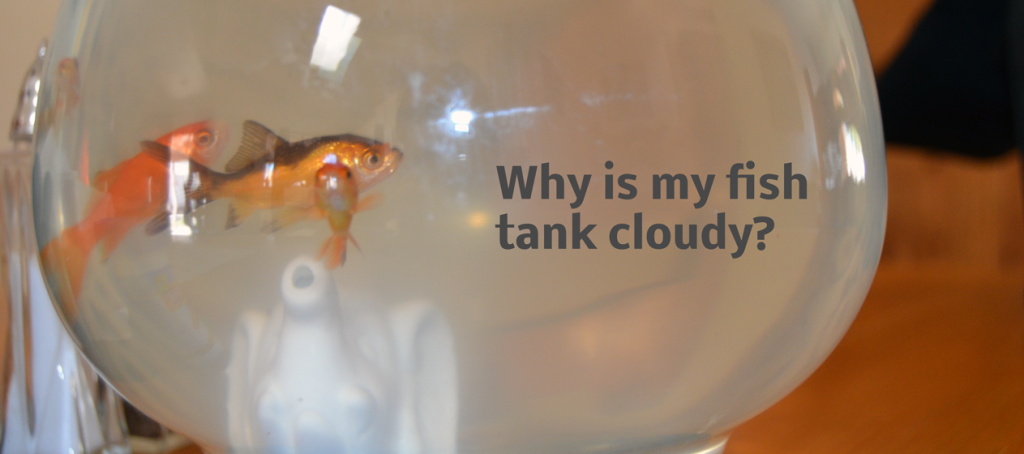 Why is my fish tank cloudy? - Hilary's Home