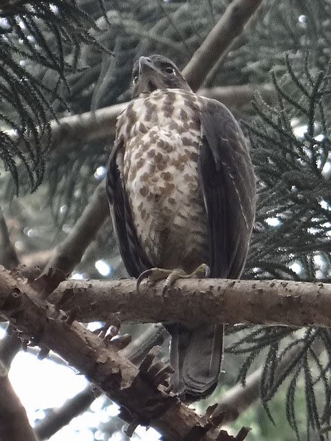 鳳頭蒼鷹/無限台南