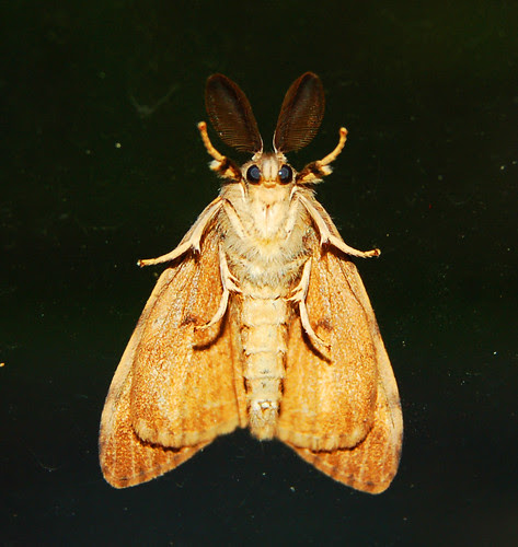 Moth? Bunny? I'm confused.