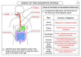 29 The Digestive System Worksheet Answers Free Worksheet Spreadsheet