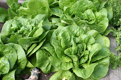 lettuce Butterhead Green, Ermosa 082