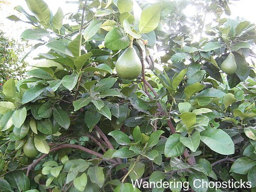 Pomelo