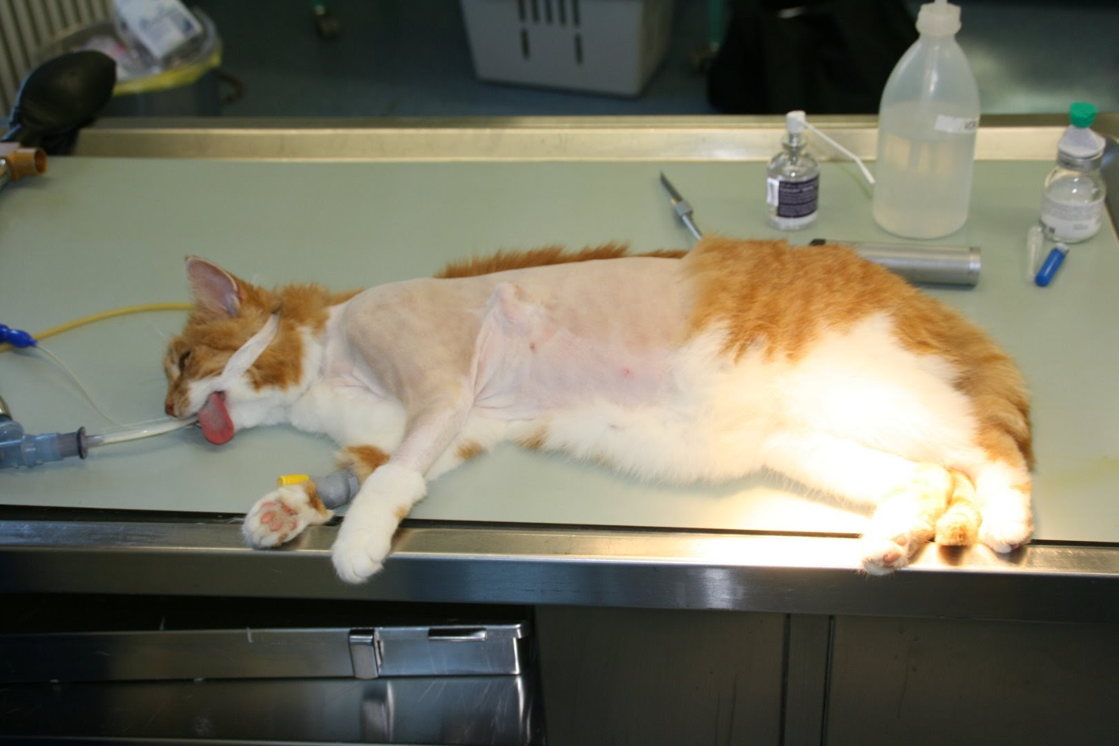 Katze Tumor Bauch Lebenserwartung Tierische Tapete