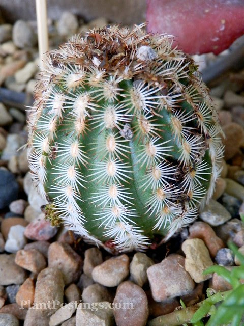echinocereus