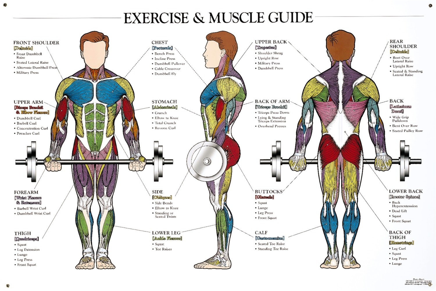 Abdominal Muscle Anatomy Male - Lower Abdominal Muscles Diagram