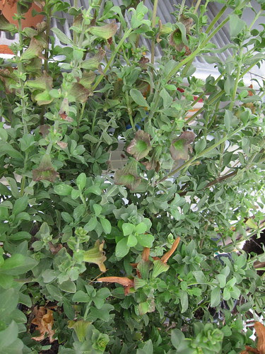 Salvia africana-lutea