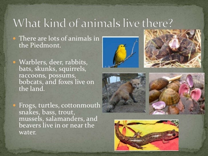 Piedmont Region Of Georgia Animals - pic-resources
