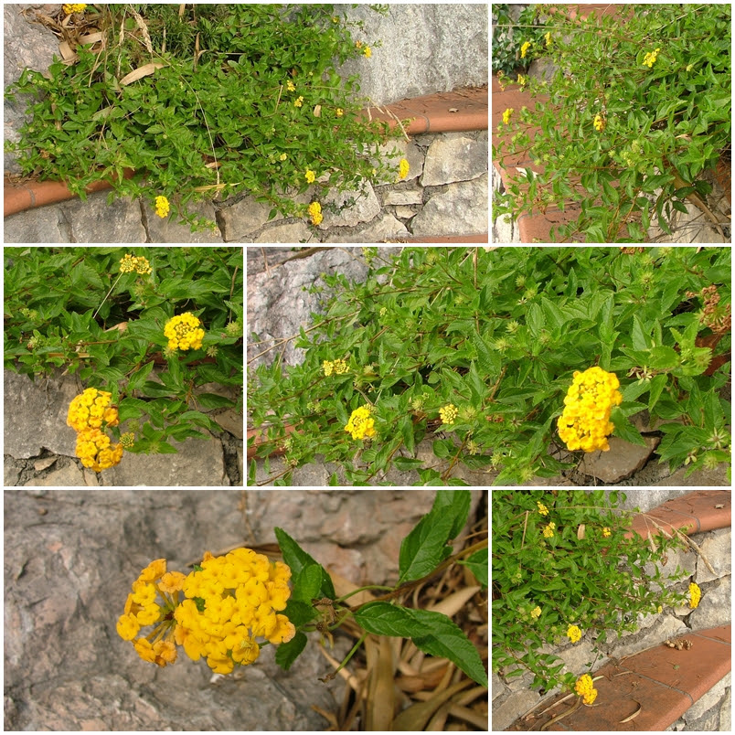 lantana camara mix