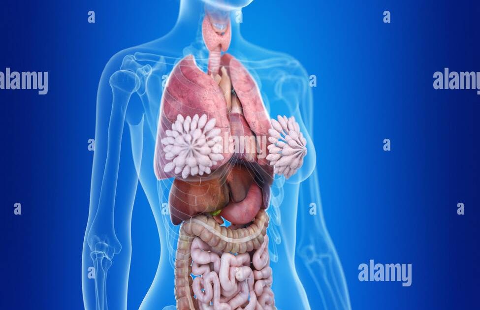 Illustration Of Woman\'s Internal Organs / Illustration Of An Obese