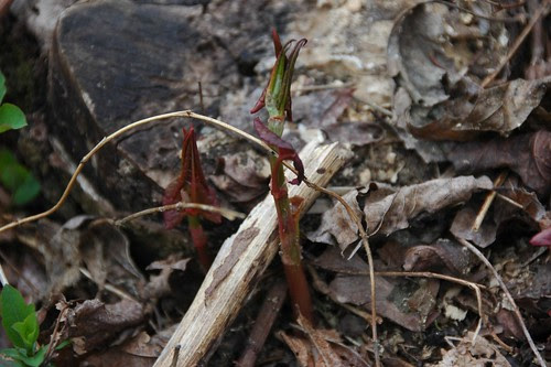 Fallopia japonica, Japanese Knotweed