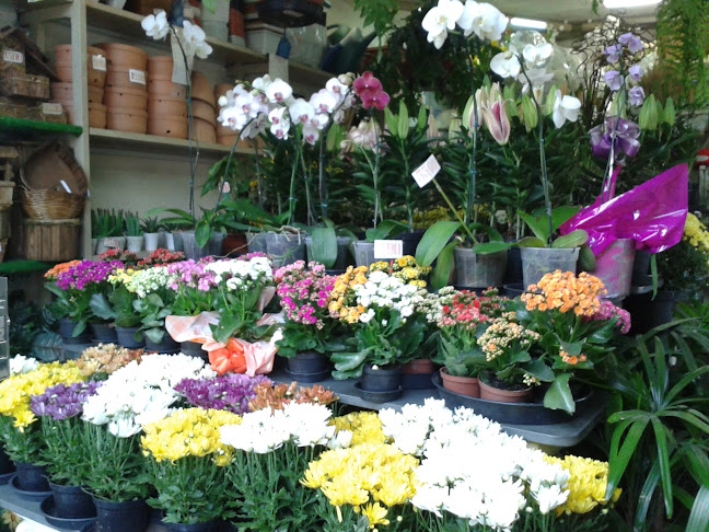 Floricultura Alterosa - Floricultura