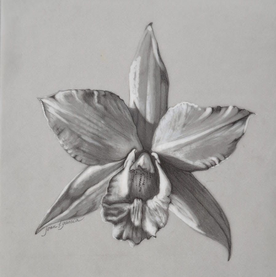 Cattleya Orchid Drawing