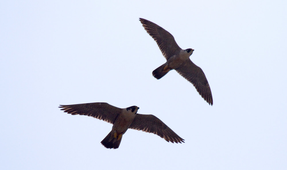 BwayPeregrines