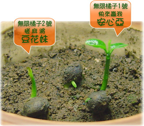 無限台南/三株橘苗籽搬新家