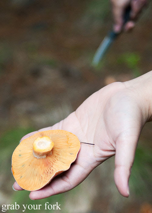 orange gills of the pine mushroom saffron milk cap