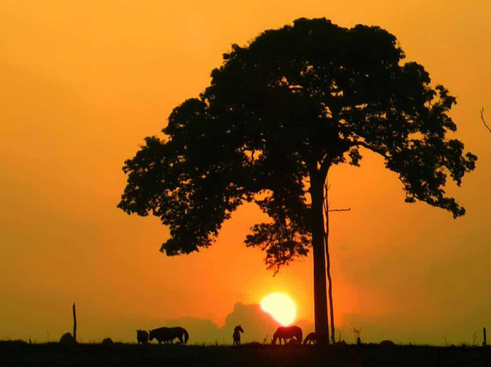 An Amazon Chestnut Sunrise