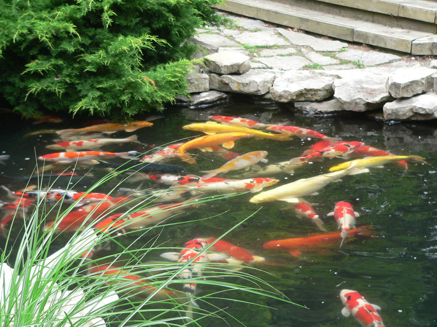 Koi Fish Pond Care