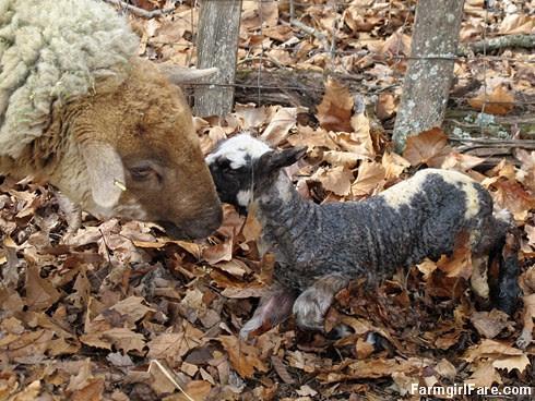 Helga cleaning up her newborn lambs (9) - FarmgirlFare.com