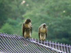 Divine Red-Tailed Hawks in Morningside Park
