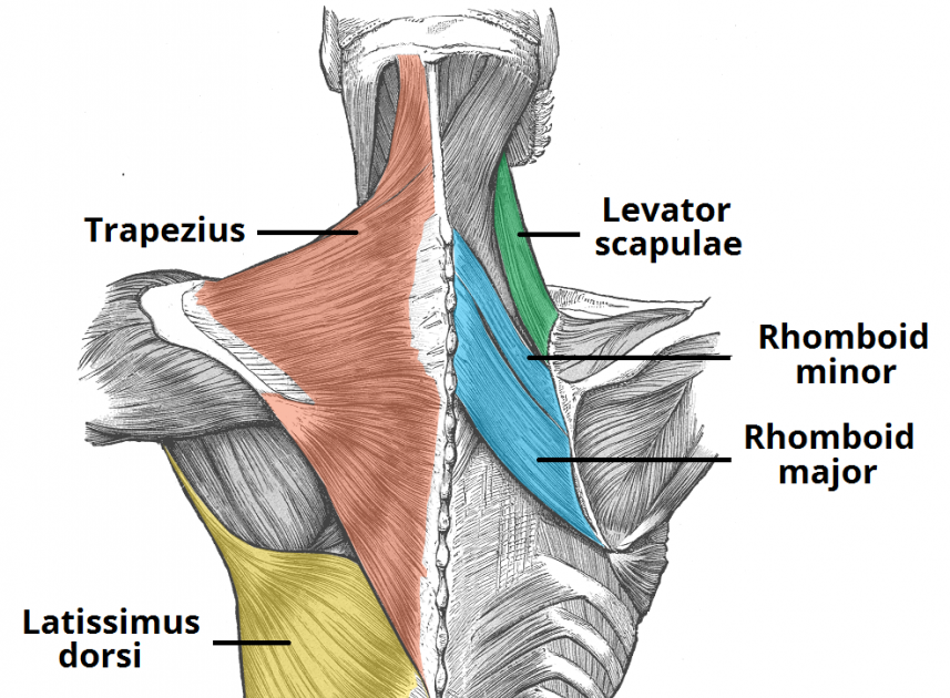 Shoulder Anatomy Diagram Anatomy Coloring Book Shoulder Diagrams