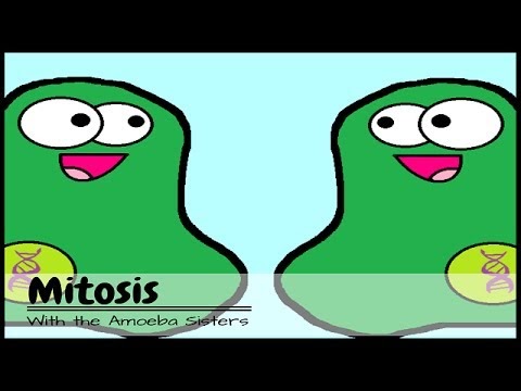 BiologyRHS: Mitosis Video by Amoeba Sisters