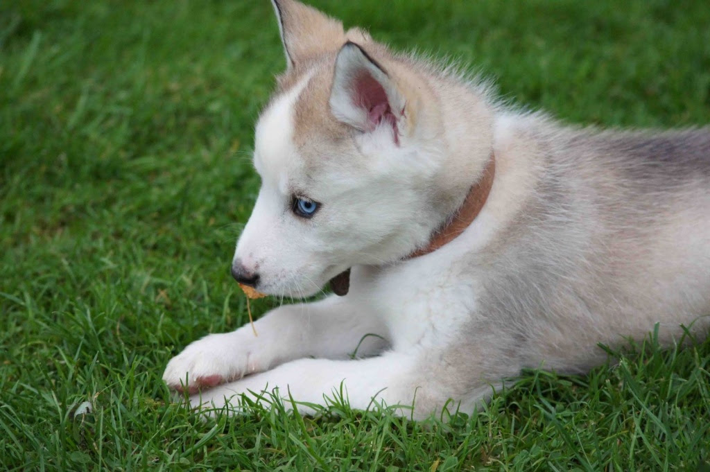 Hund Im Garten Halten