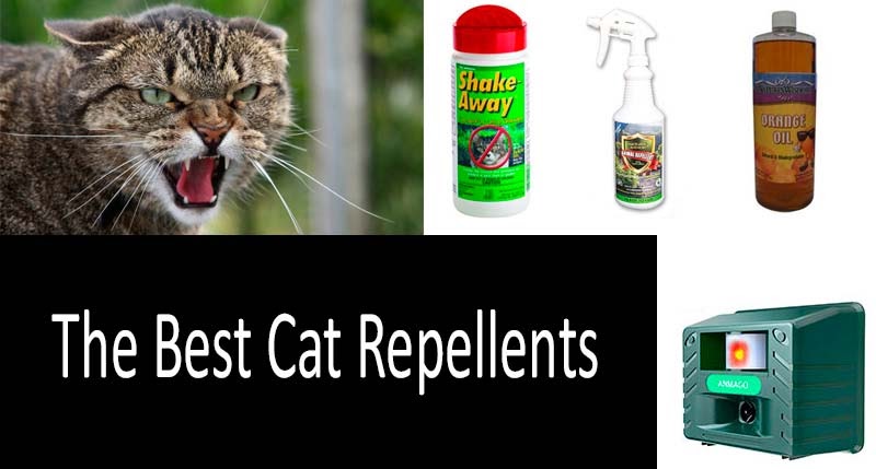 Is Eucalyptus Oil Safe For Cats To Smell
