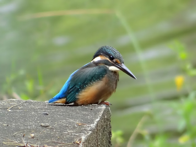 翠鳥/無限台南