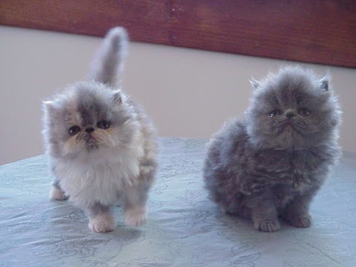 Grey Himalayan Grey Persian Cat Price Pets Lovers