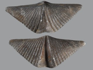 Brachiopod, Mucrospirifer thedfordensis, Fossil No. F-202