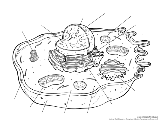 Plant Cell Diagram With Pencil : An Example Of A Plant Cell Drawing 1 ...