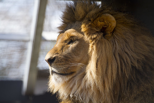 Lion Awake