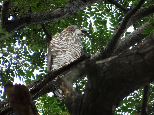 鳳頭蒼鷹/無限台南