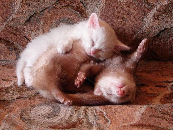 Animais fofos que usam os amigos de travesseiros