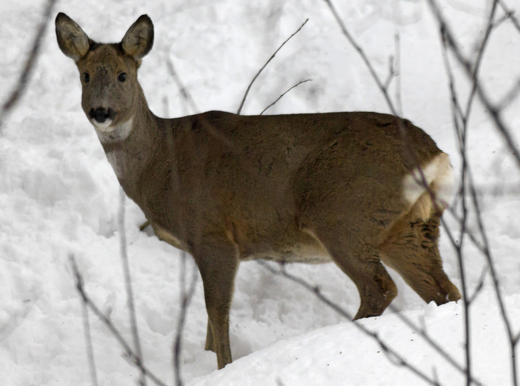 Winter Wildlife