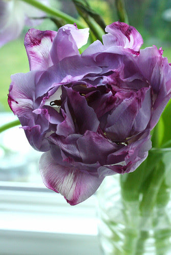 old tulip