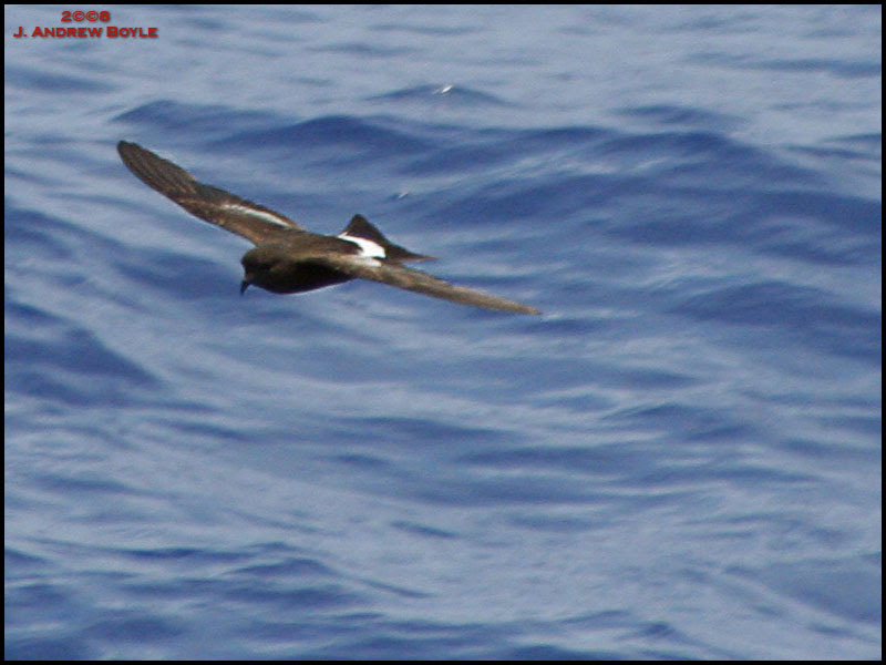 Wilson's Storm Petrel