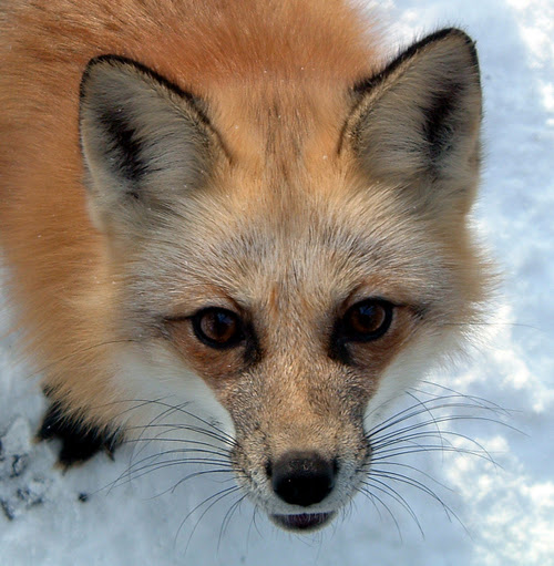 Piasecki blog: fox face