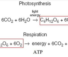 Is Gluecose A Product Of Photosynthesis Is Used To ...