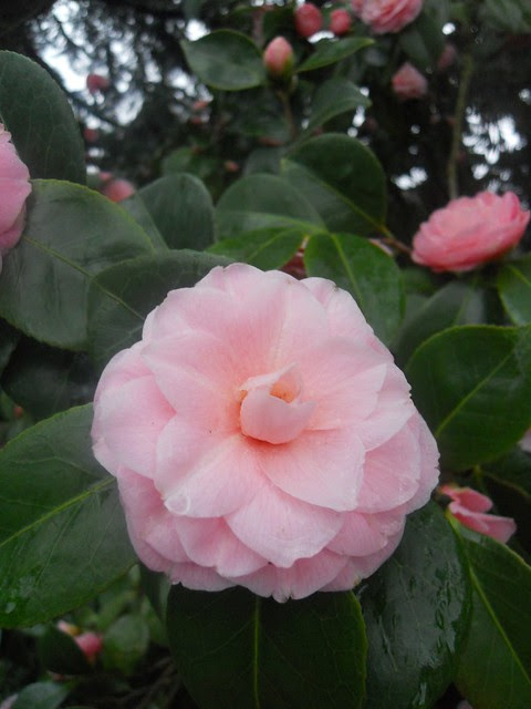 spring2011 037