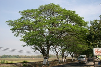 http://upload.wikimedia.org/wikipedia/jv/2/29/Wit_trembesi.jpg