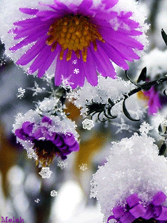 Цветок под снегом