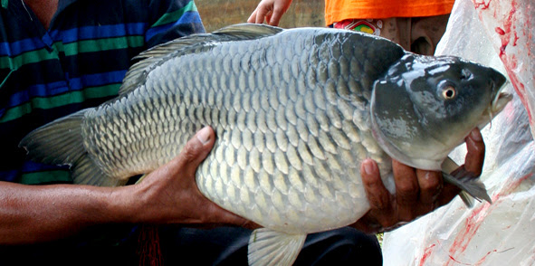 52+ Warna Keramik Untuk Kolam Ikan, Konsep Penting!