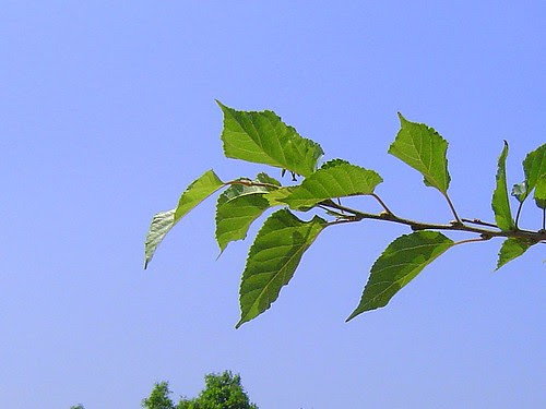 無限台南/寬腹螳螂