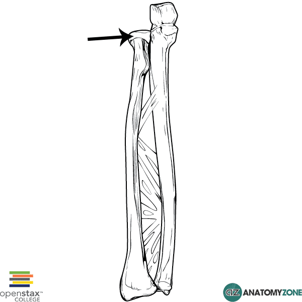 Anatomy Of The Radius