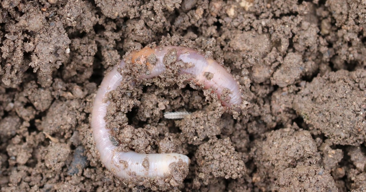 42+ frisch Bilder Welches Tier Buddelt Löcher Im Garten