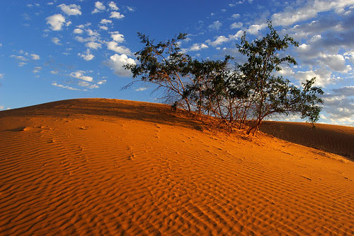 Perry Sandhills, Wentworth, New South Wales, Australia IMG_6326_Wentworth