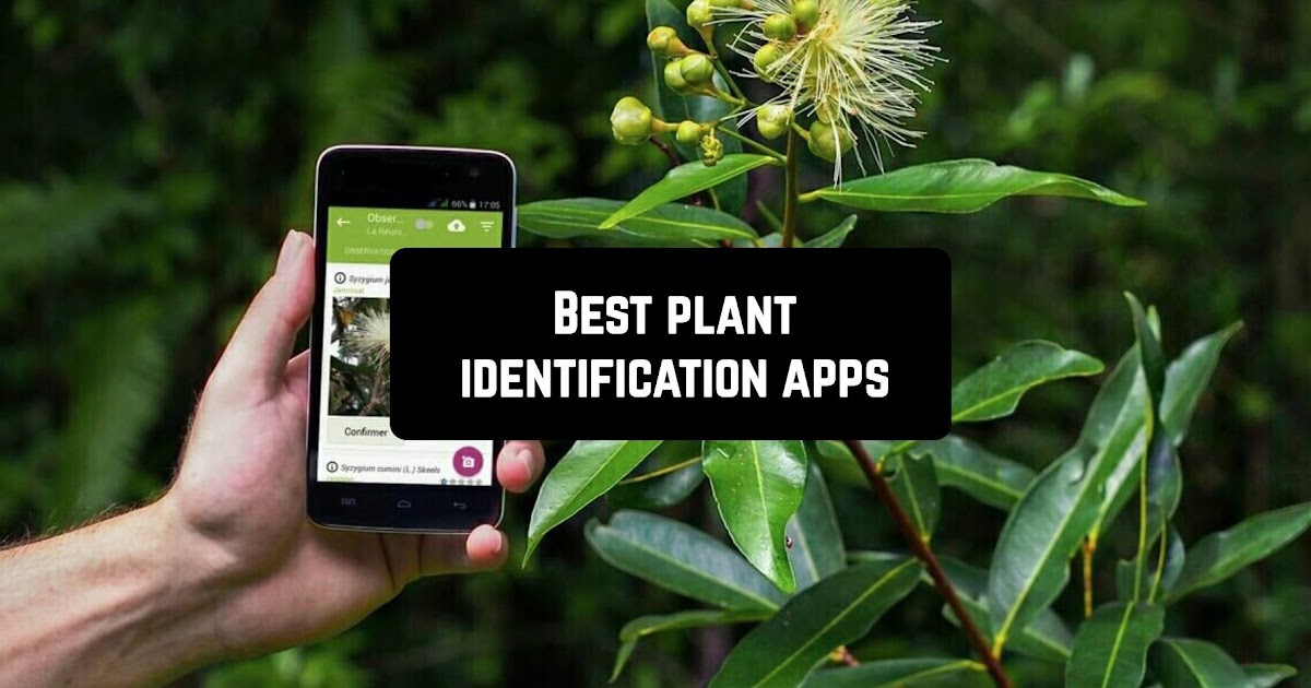 Plant Identification App Australia / The 4 Best Plant Care