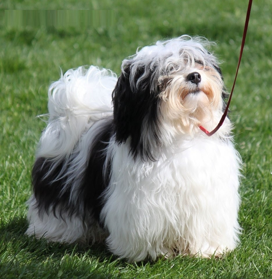 Havanese Puppies, Rescue, Pictures, Information, Temperament, Characteristics Animals Breeds Havanese Puppies, Rescue, Pictures, Information, Temperament, Characteristics Animals Breeds